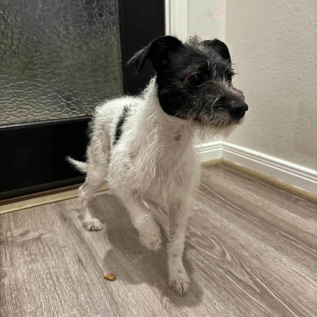 Phoebe, a Adoptable Border Terrier in Katy, TX image 1/4