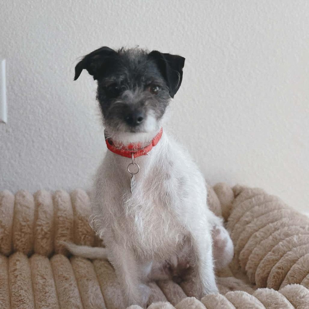 Phoebe, a Adoptable Border Terrier in Katy, TX image 2/4