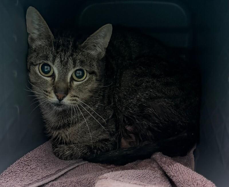 Ant, Adoptable, Adult Female Domestic Short Hair.