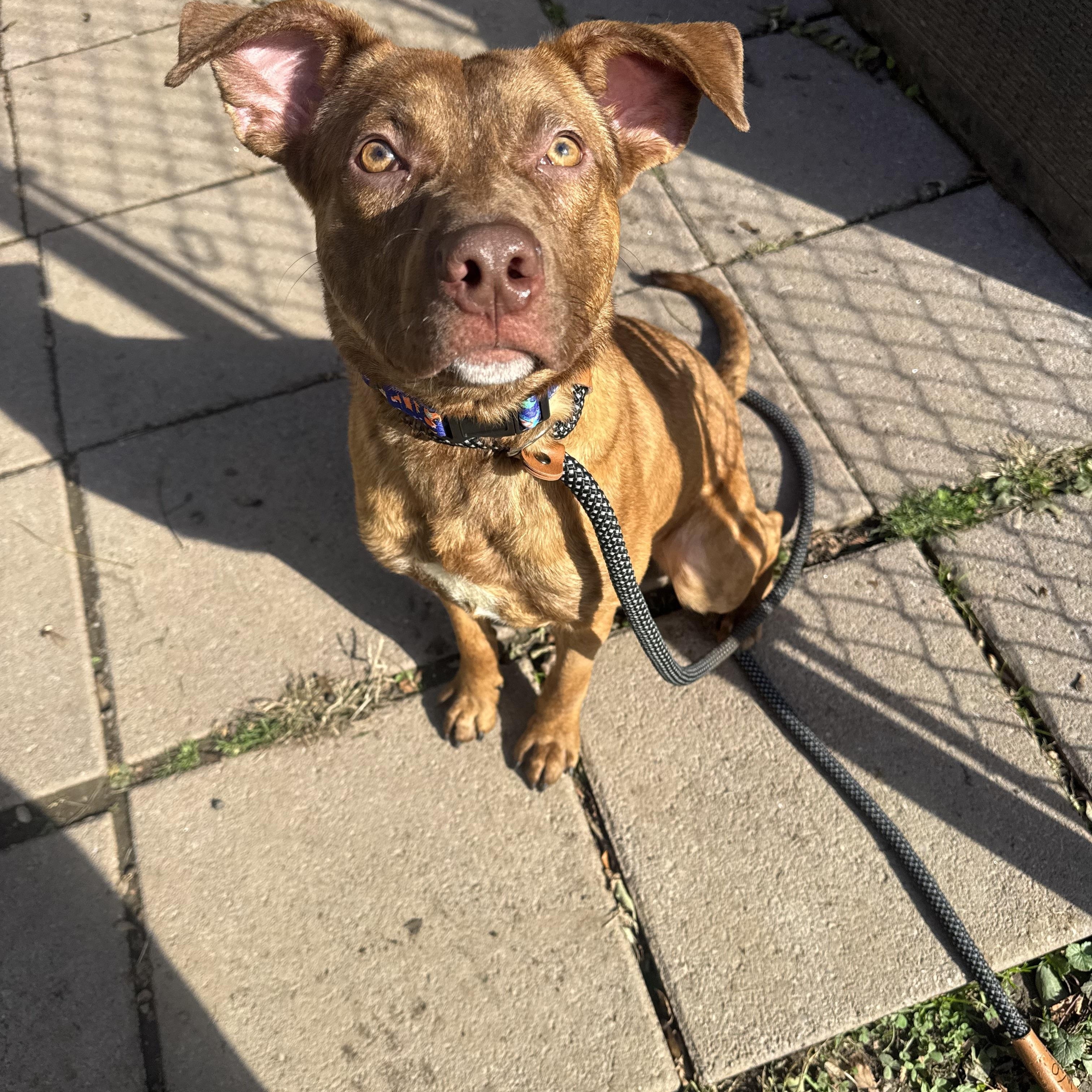 Jacob, a Adoptable mixed breed in White Oak, PA image 4/6