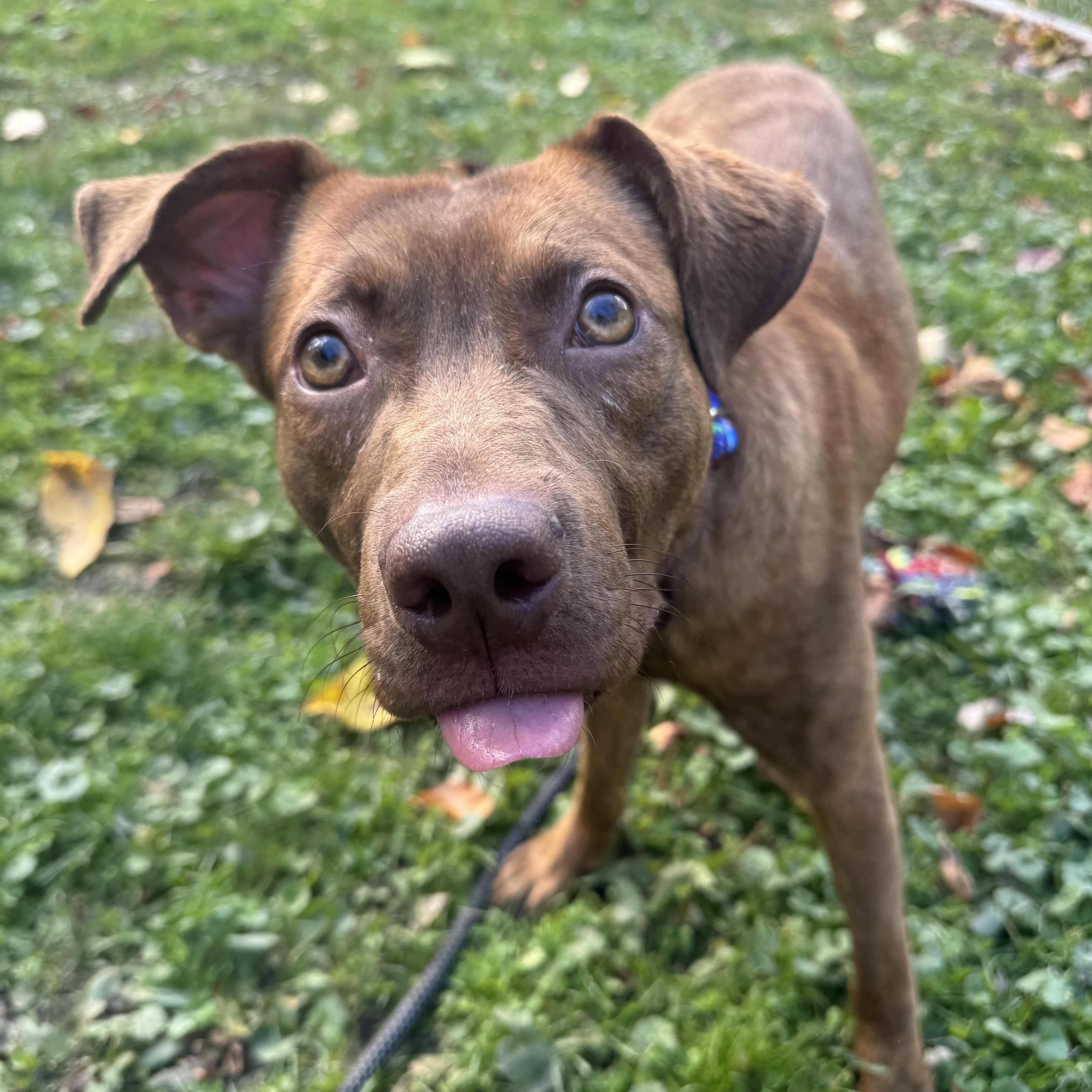 Jacob, a Adoptable mixed breed in White Oak, PA image 3/6