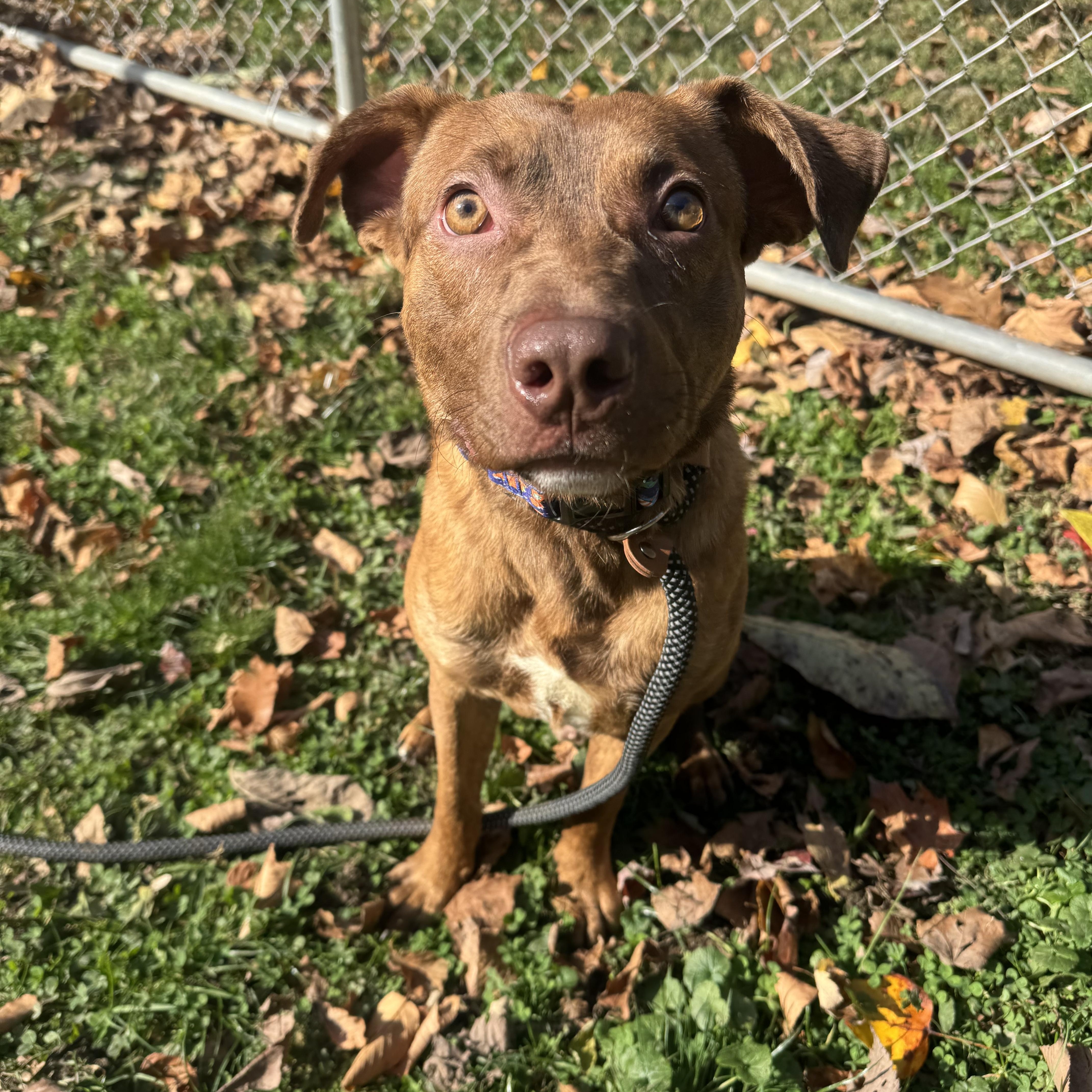 Jacob, a Adoptable mixed breed in White Oak, PA image 2/6