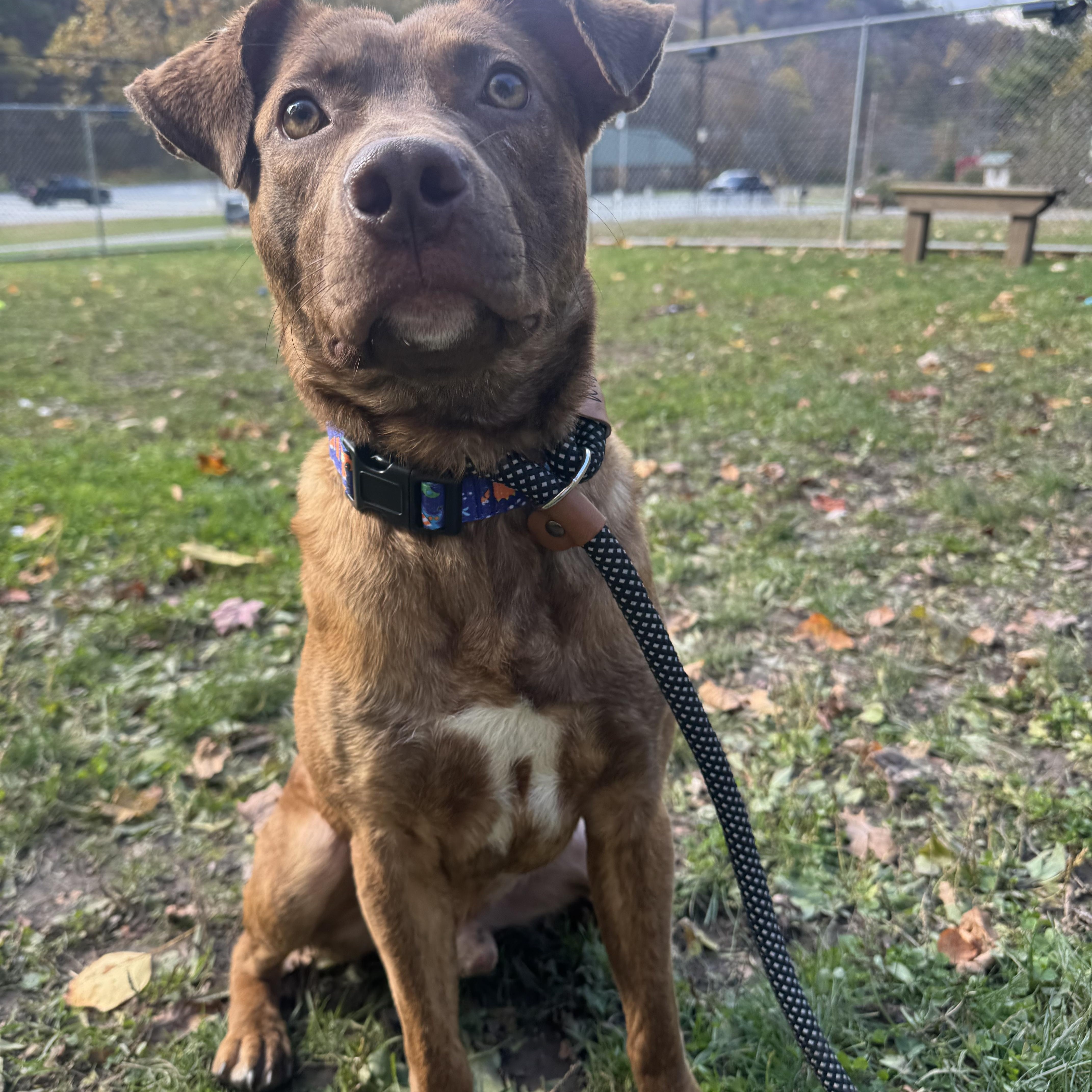 Jacob, a Adoptable mixed breed in White Oak, PA image 1/6