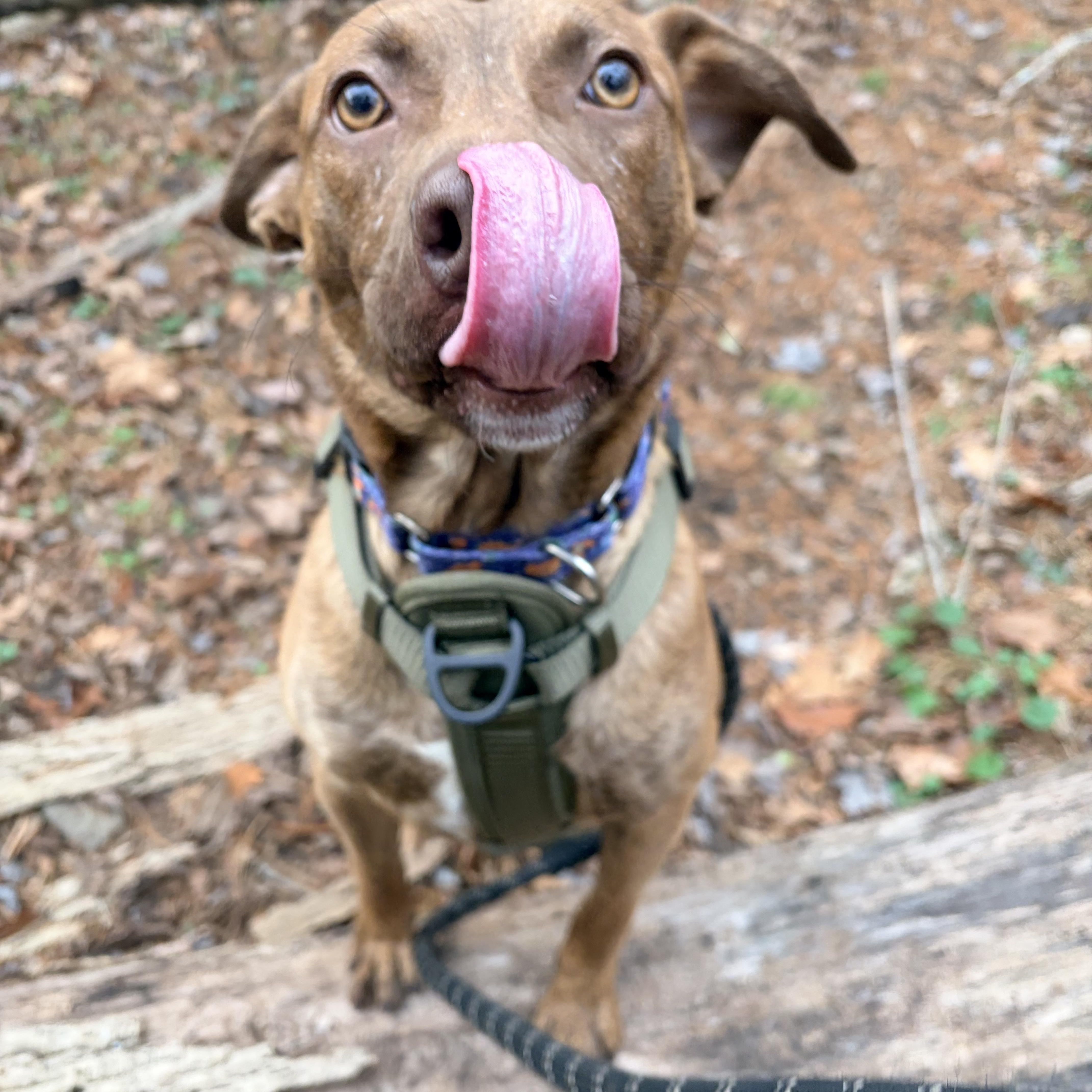 Enlarge Jacob, a Adoptable mixed breed in White Oak, PA image 5/6
