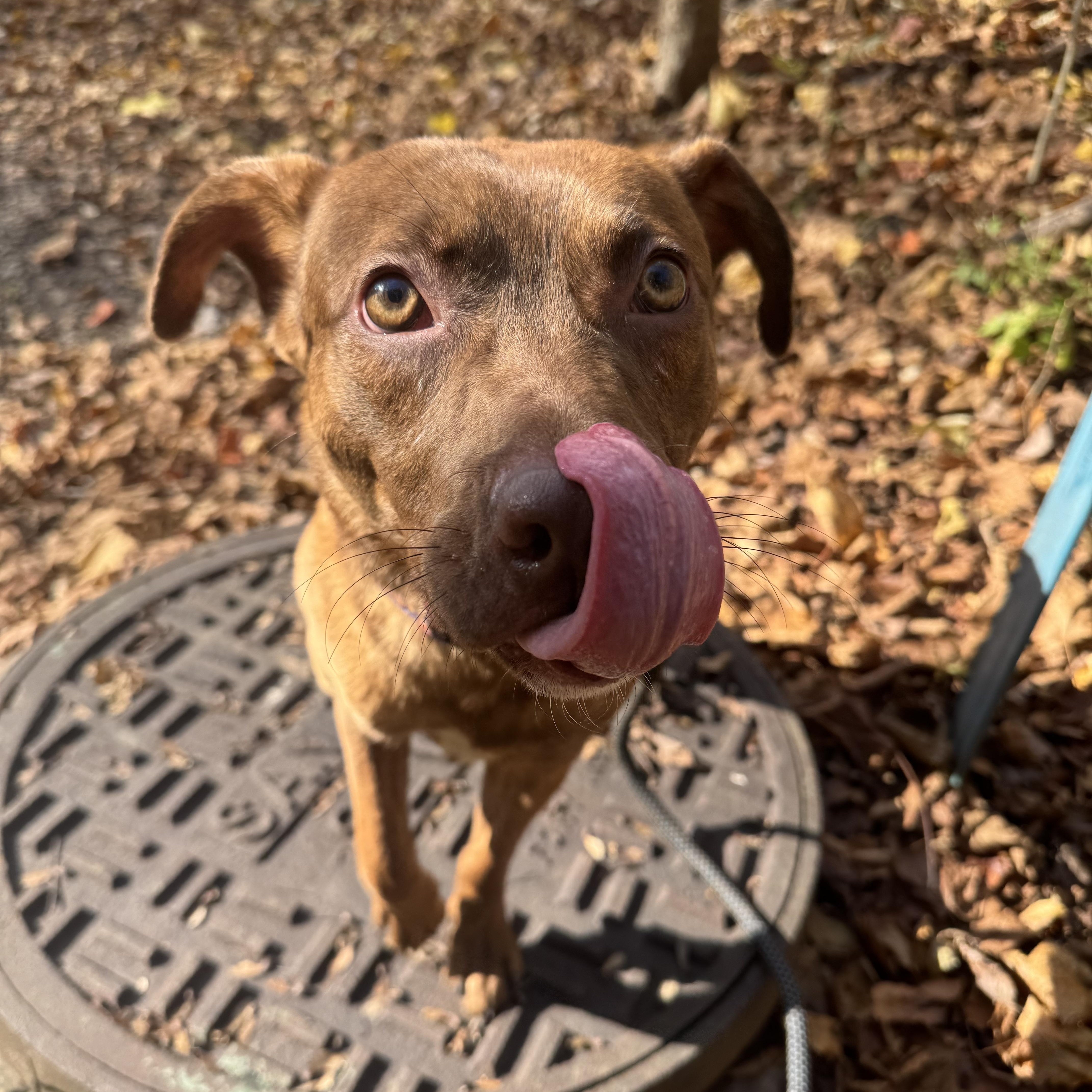 Jacob, a Adoptable mixed breed in White Oak, PA image 5/6