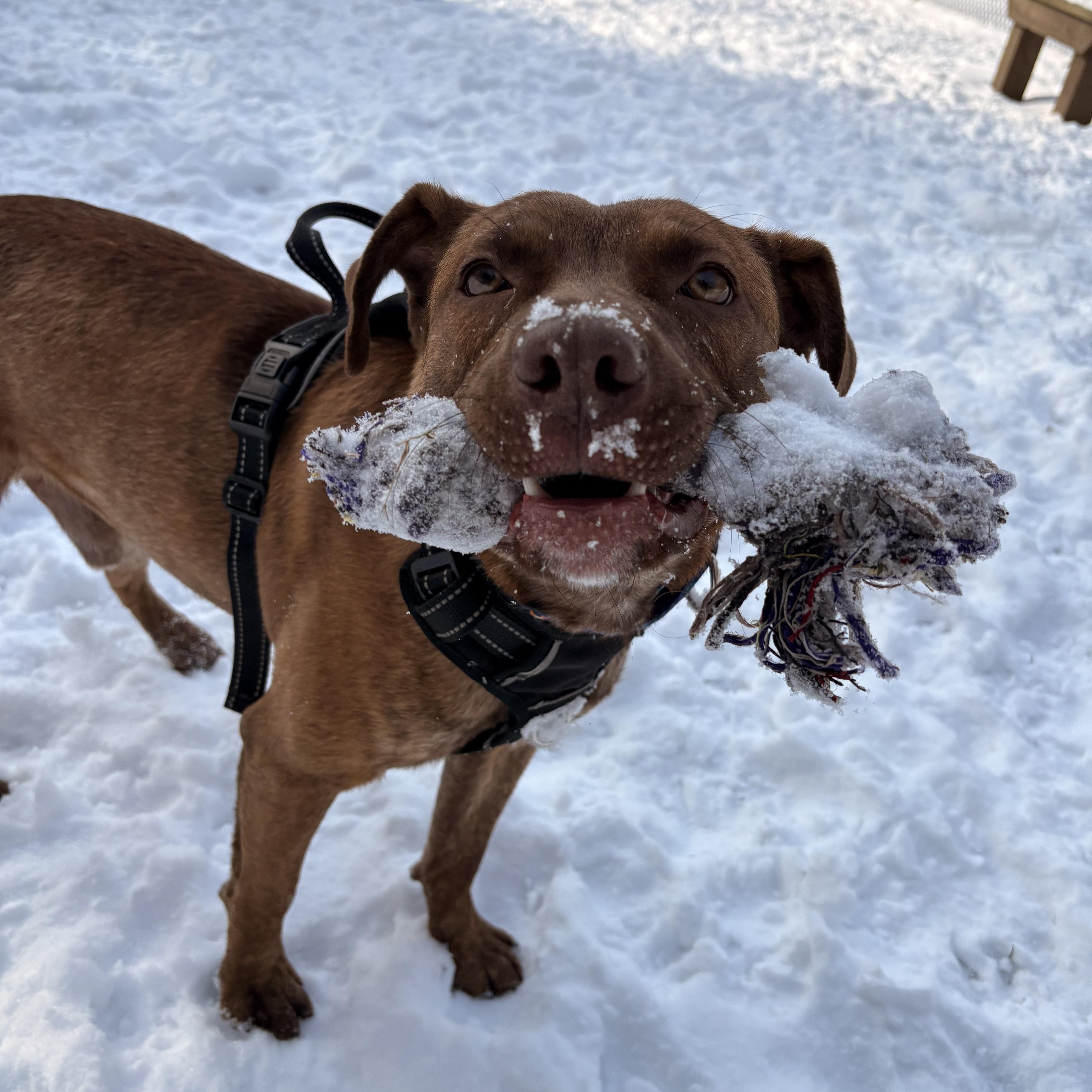 Enlarge Jacob, a Adoptable mixed breed in White Oak, PA image 4/6
