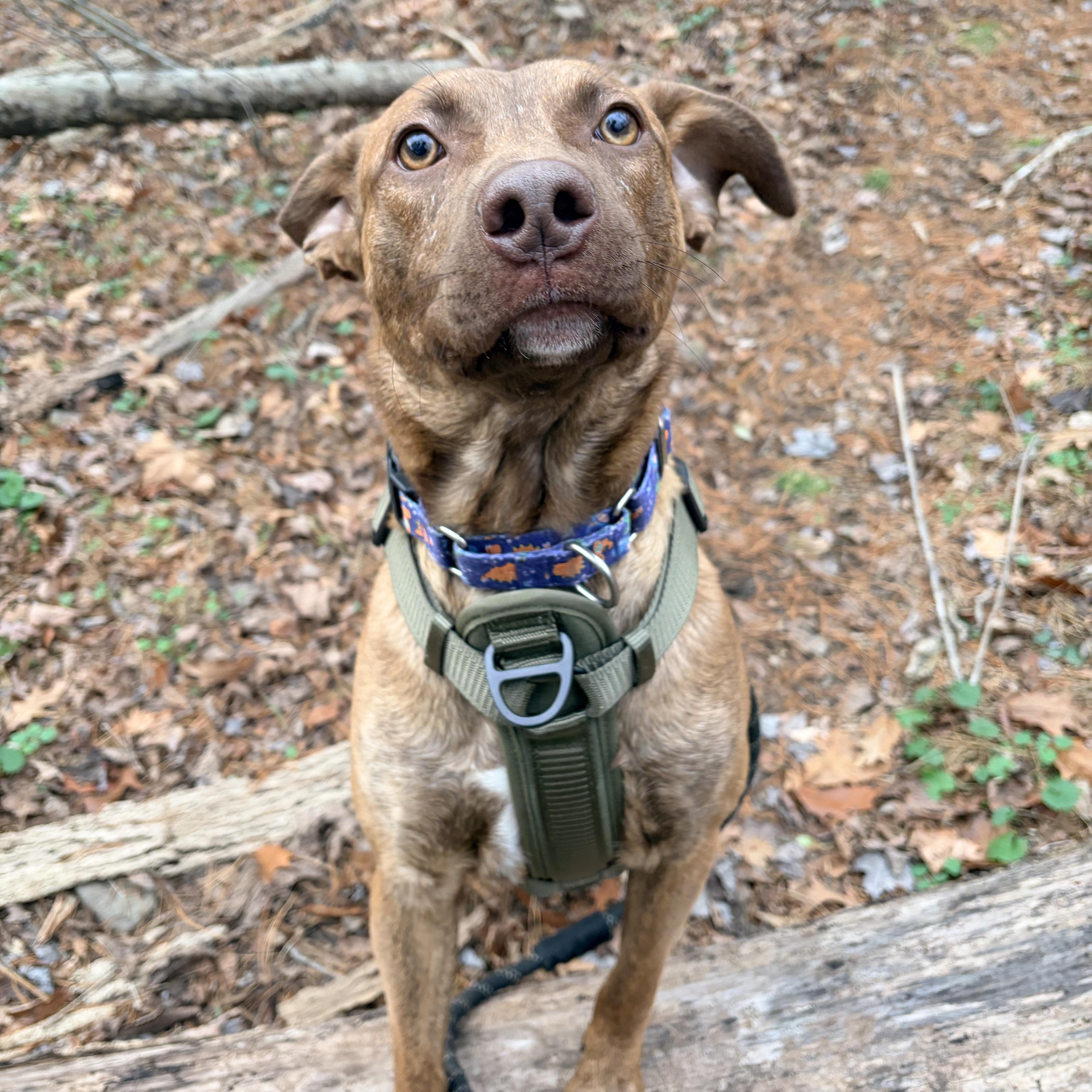 Jacob, Adoptable, Puppy Male Shepherd.