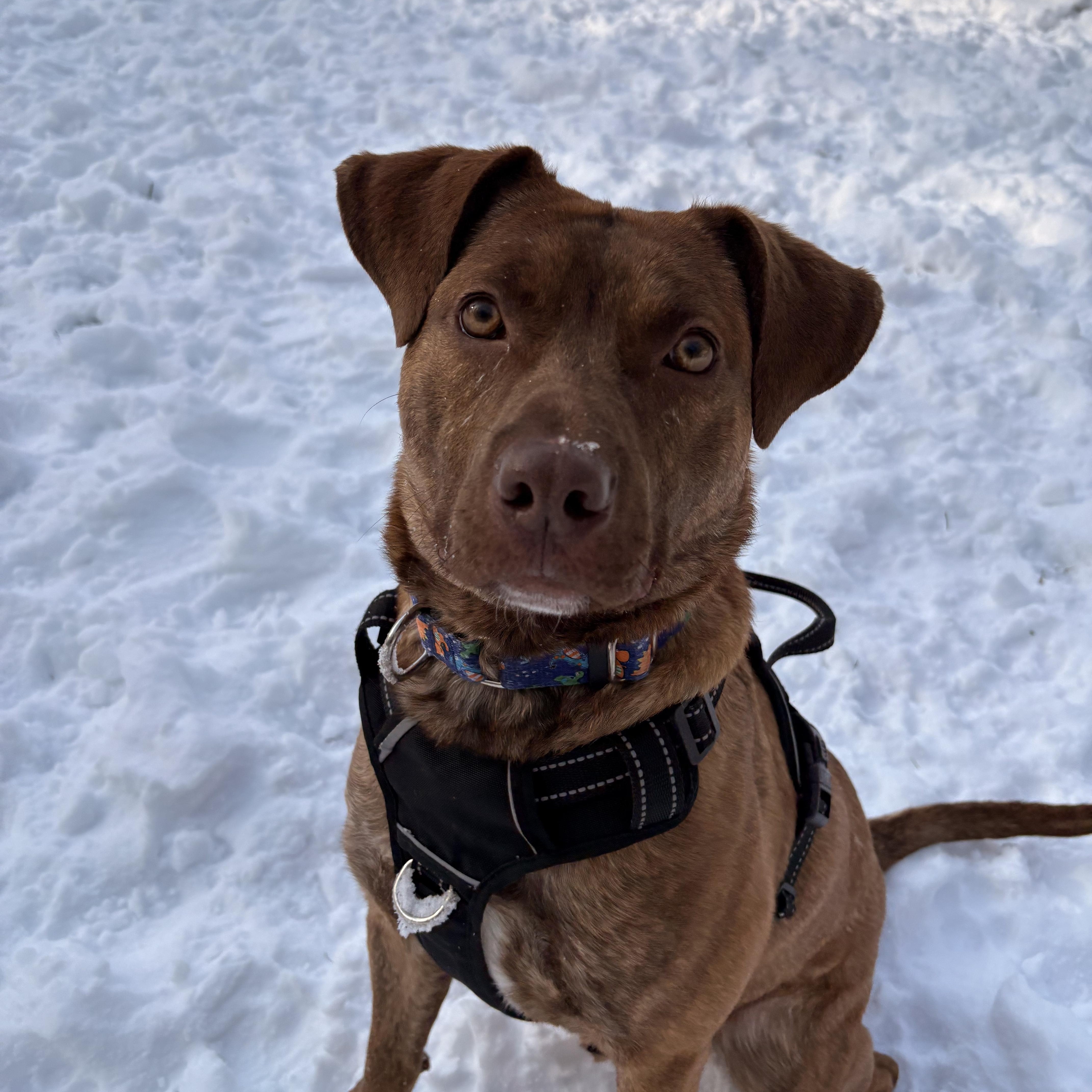Enlarge Jacob, a Adoptable mixed breed in White Oak, PA image 2/6