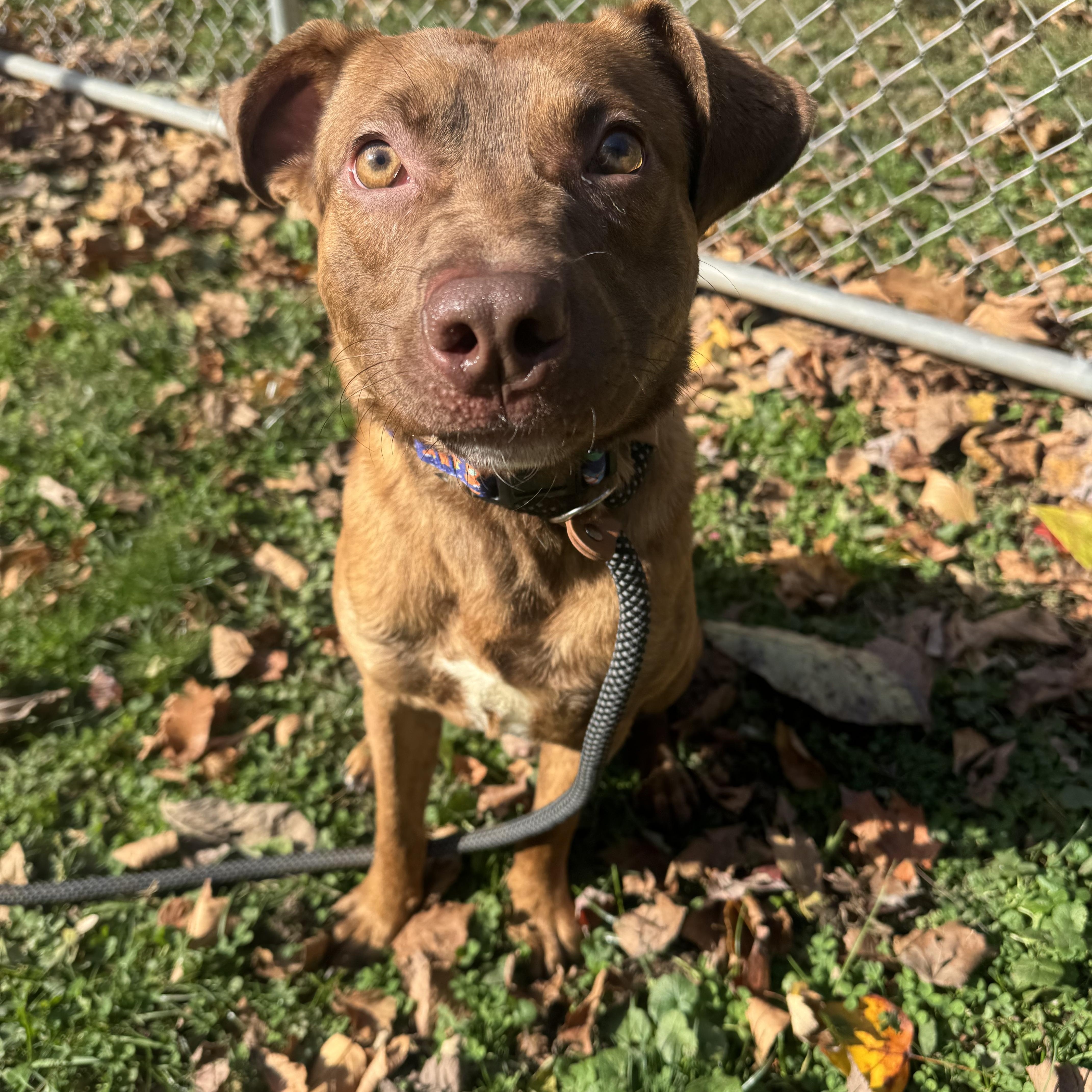 Jacob, a Adoptable mixed breed in White Oak, PA image 6/6