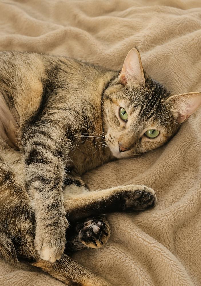 Enlarge Carmelita, a Adoptable mixed breed in Calimesa, CA image 1/1