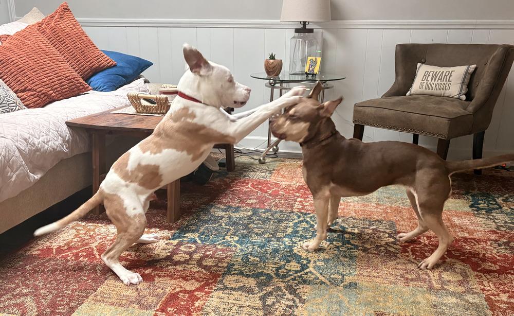 Bonk, Adoptable, Puppy Male Pit Bull Terrier.
