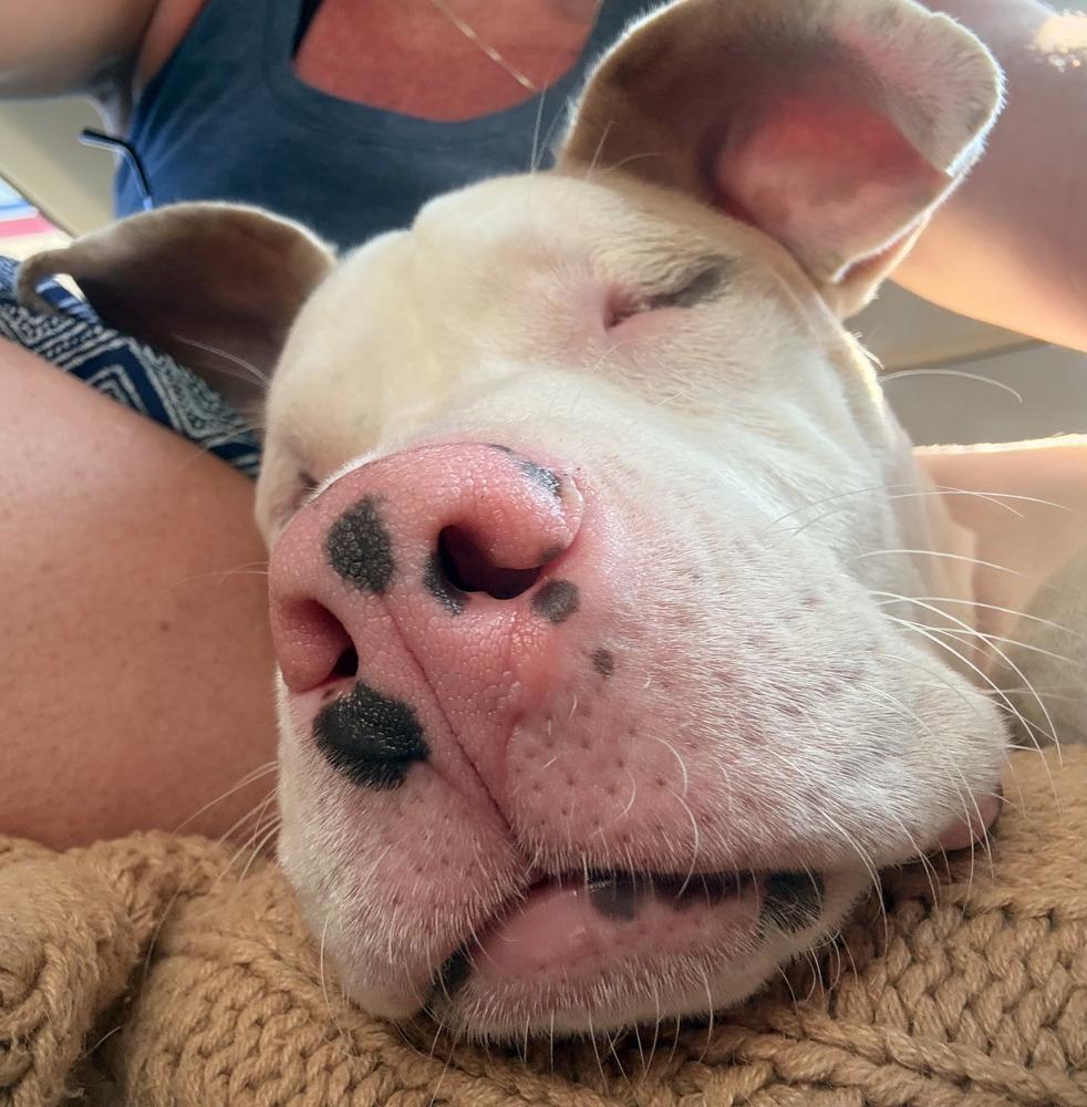 Bonk, a Adoptable mixed breed in Wake Forest, NC image 2/6