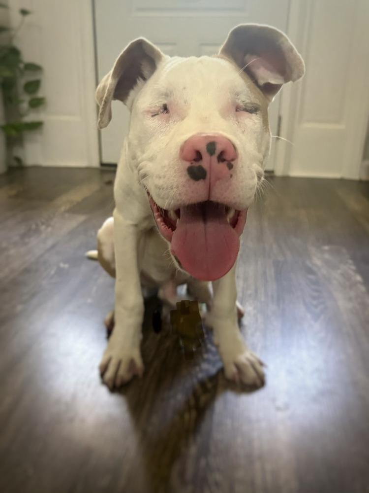 Bonk, a Adoptable mixed breed in Wake Forest, NC image 3/6
