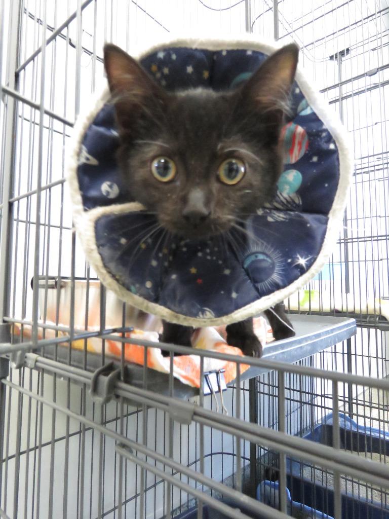 Enlarge Batik, a Adoptable mixed breed in Van Wert, OH image 2/2