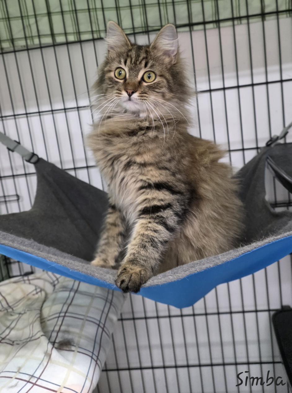 Enlarge Simba, an adopted Domestic Long Hair in Key Largo, FL image 2/3