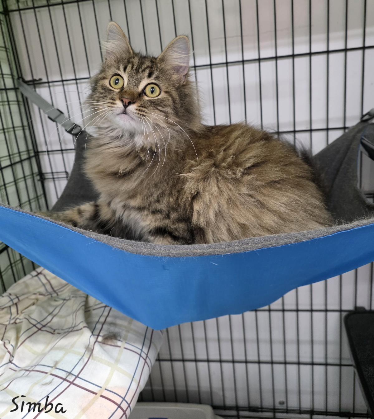 Simba, adopted, Young Male Domestic Long Hair.