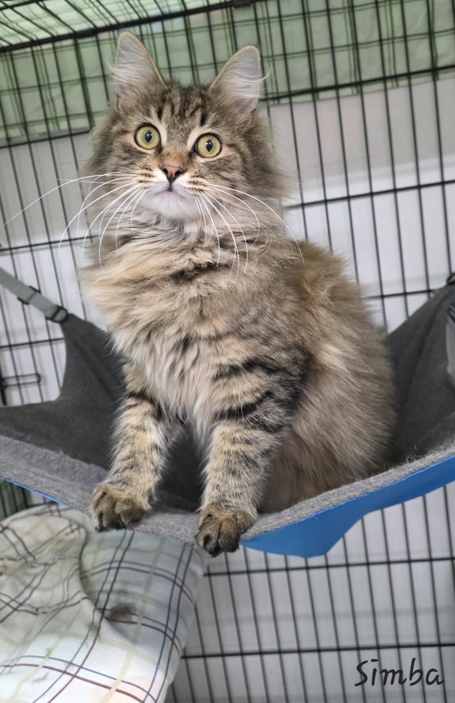 Enlarge Simba, an adopted Domestic Long Hair in Key Largo, FL image 3/3