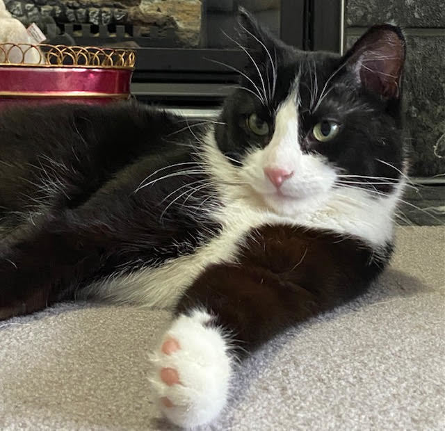Criss Cross, an adoptable Domestic Short Hair in Calgary, AB, T2E 3Z7 | Photo Image 3