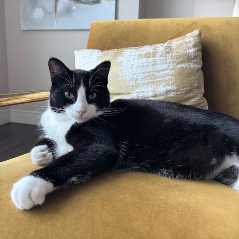 Criss Cross, an adoptable Domestic Short Hair in Calgary, AB, T2E 3Z7 | Photo Image 2