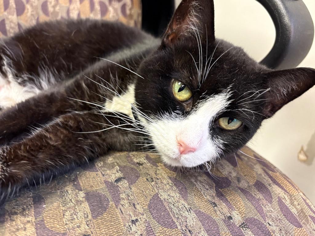 Donatella, Adoptable, Adult Female Domestic Medium Hair.