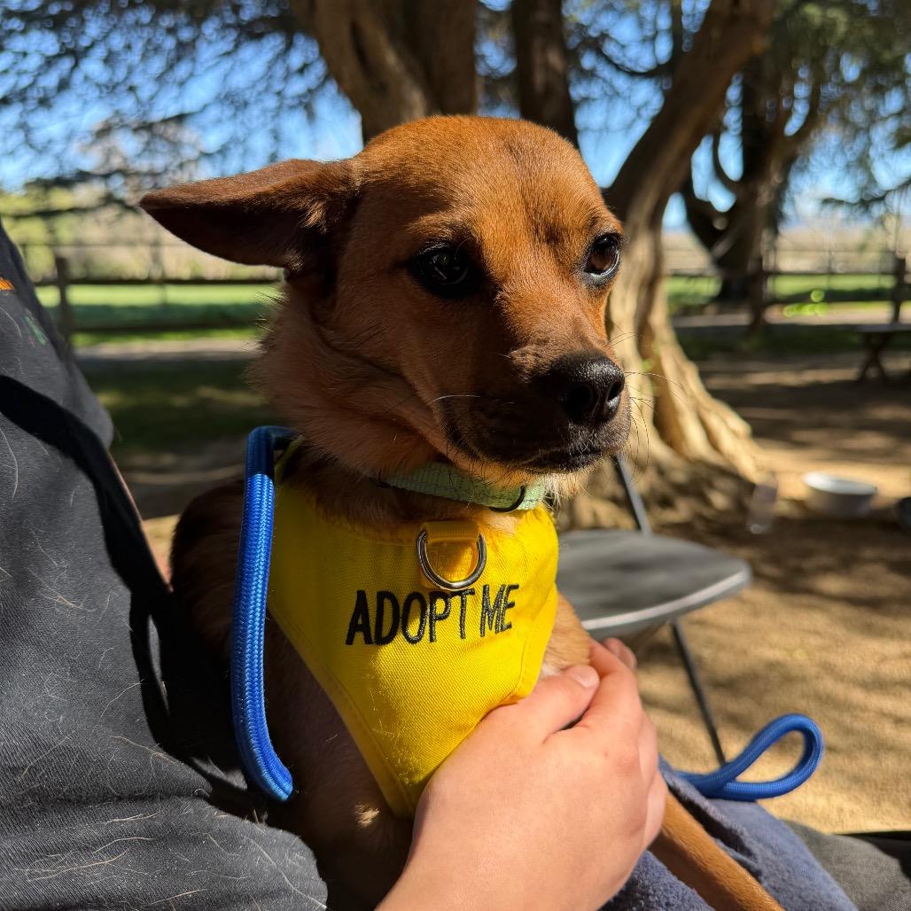 Enlarge Busta Rhymes, a Adoptable Chihuahua in Buellton, CA image 1/2