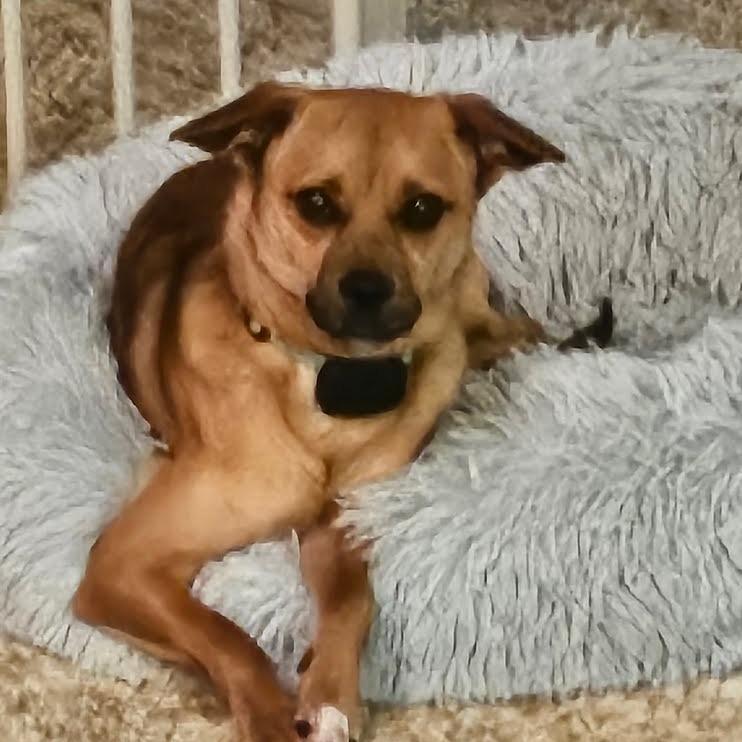 Enlarge Busta Rhymes, a Adoptable Chihuahua in Buellton, CA image 2/5