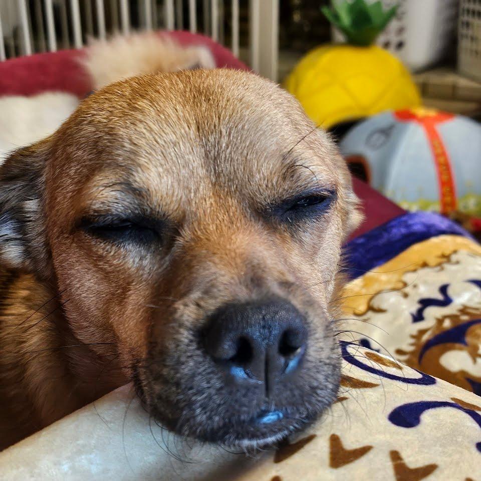 Enlarge Busta Rhymes, a Adoptable Chihuahua in Buellton, CA image 4/5