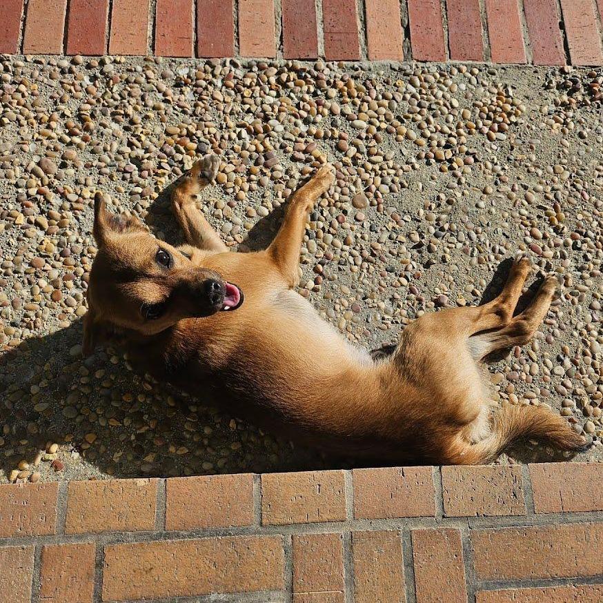 Enlarge Busta Rhymes, a Adoptable Chihuahua in Buellton, CA image 5/5