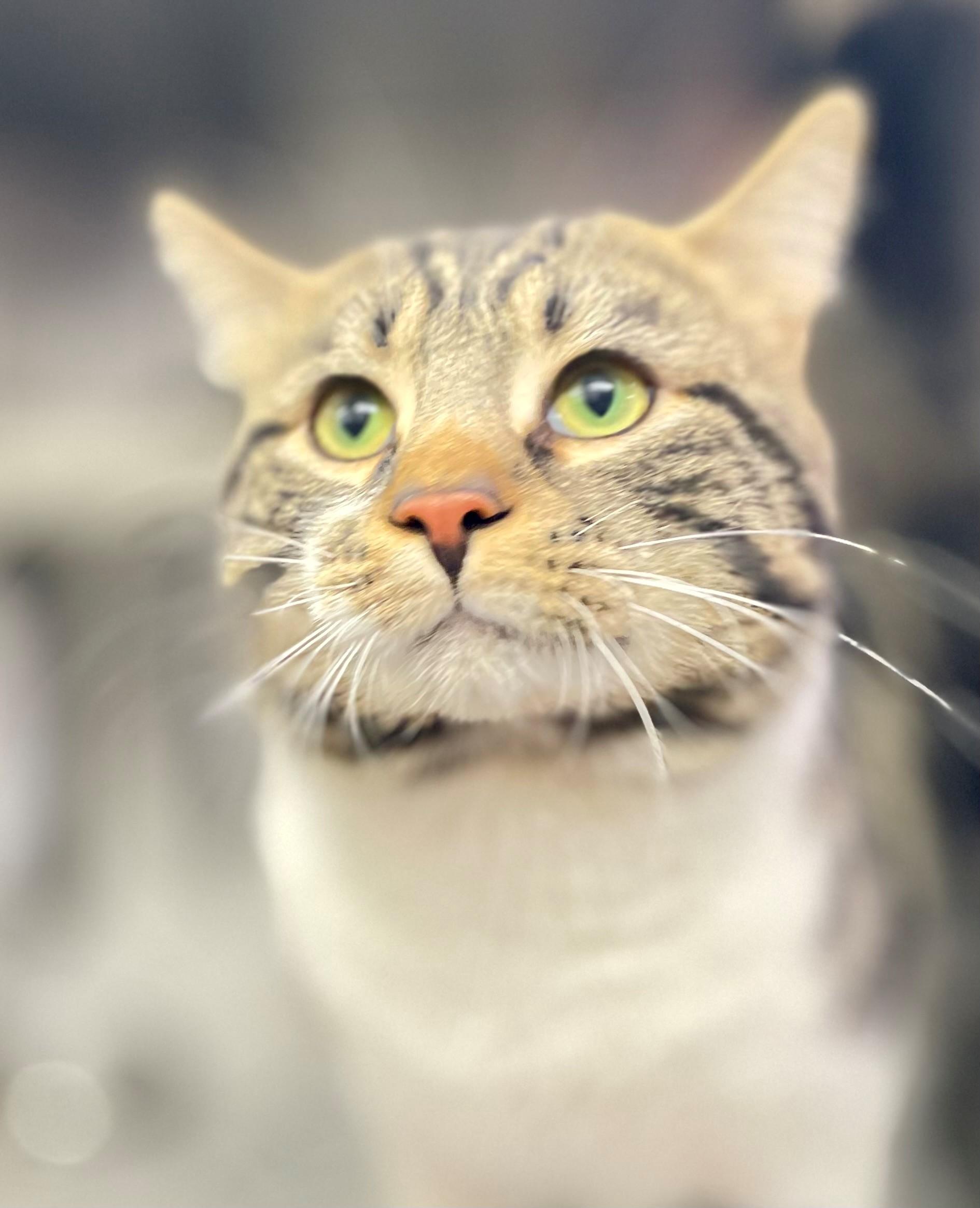 Enlarge Meatloaf, an adopted Domestic Short Hair in Hamilton, ON image 1/3