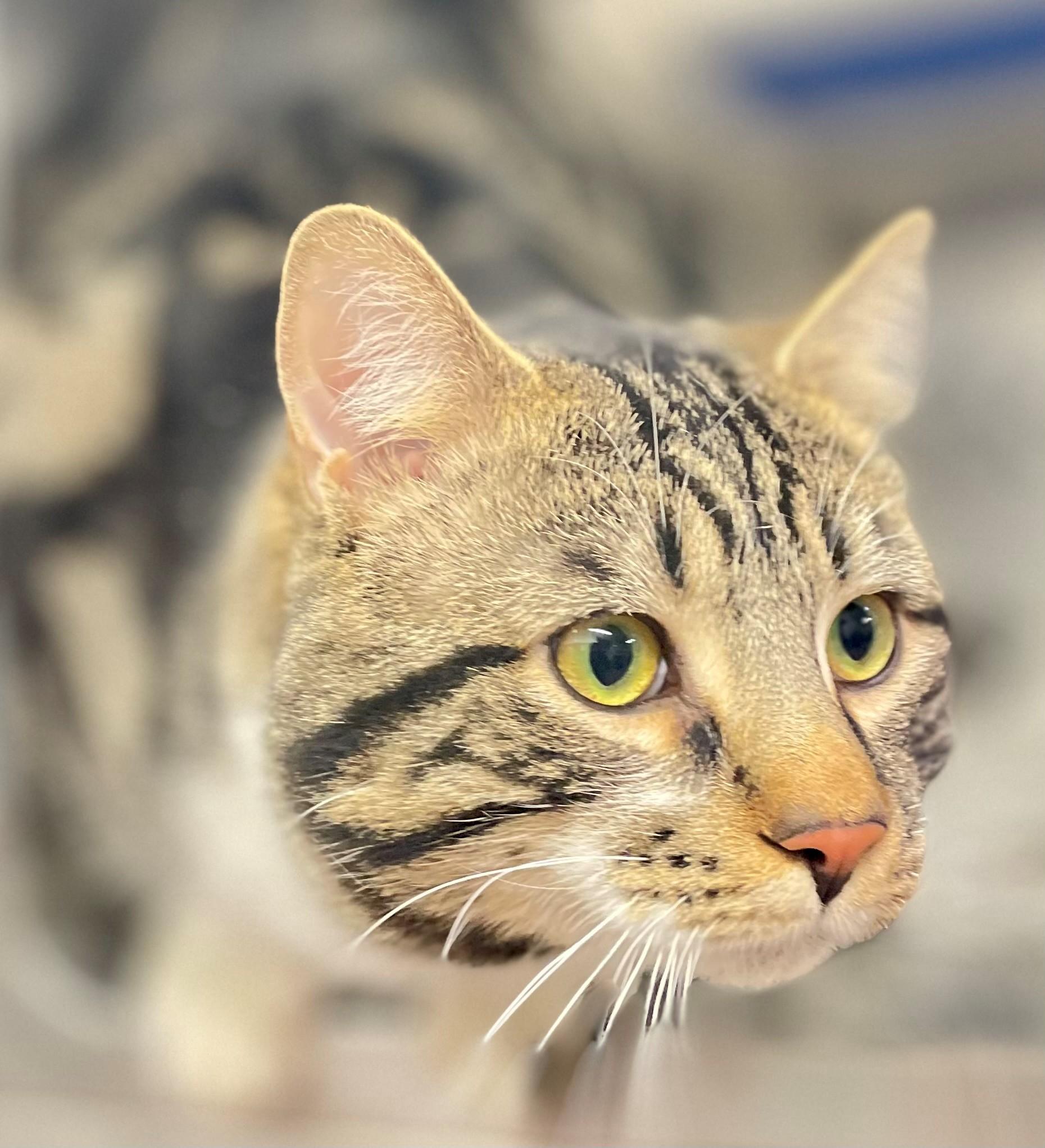 Enlarge Meatloaf, an adopted Domestic Short Hair in Hamilton, ON image 3/3