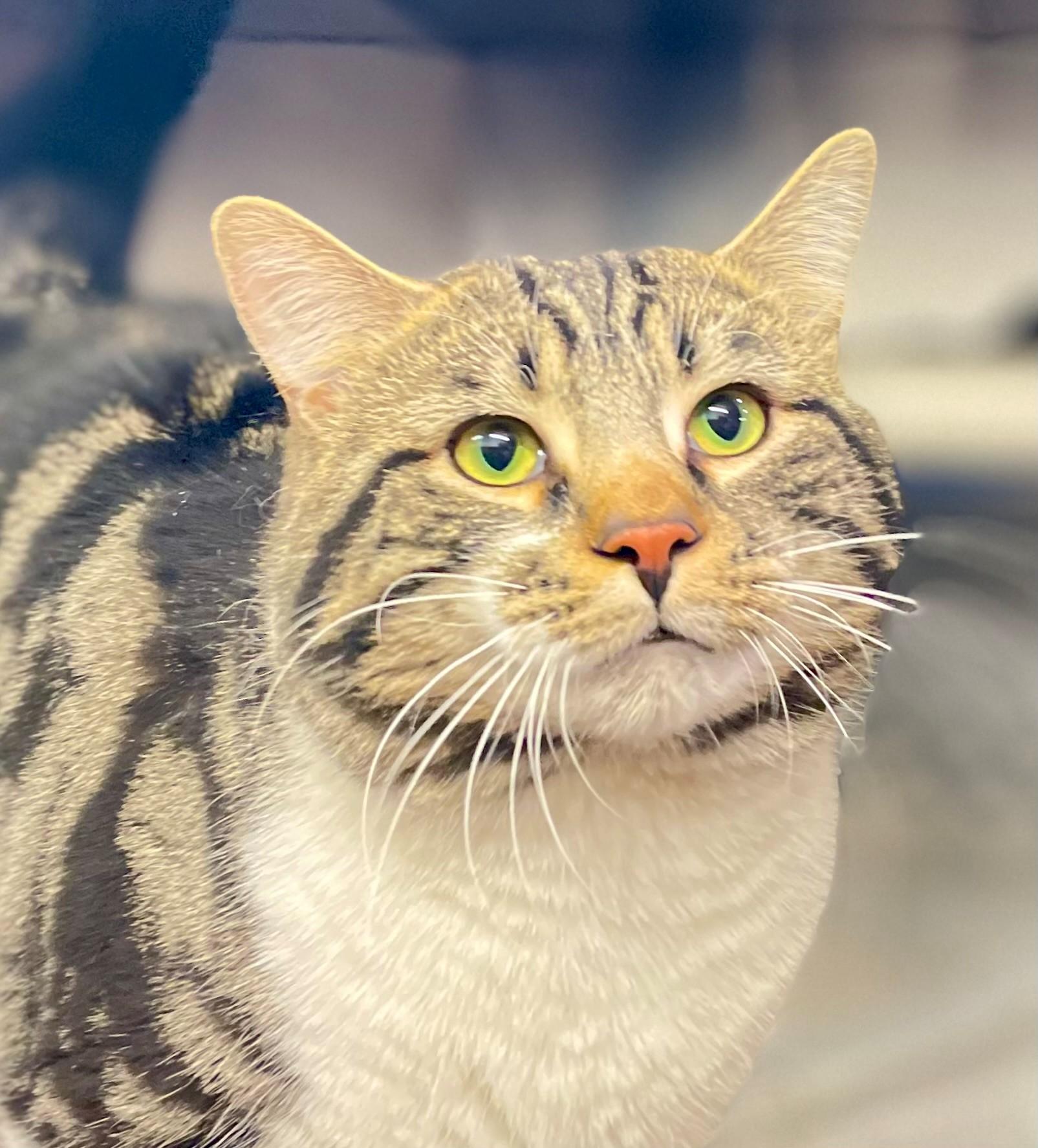 Enlarge Meatloaf, an adopted Domestic Short Hair in Hamilton, ON image 2/3