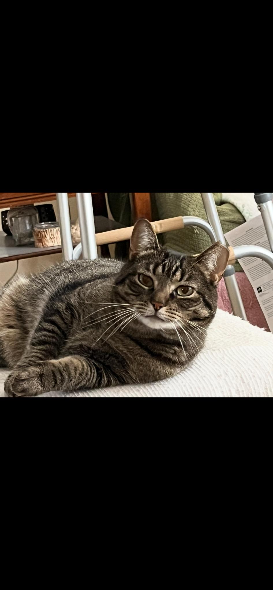 Enlarge Kit Kat - Courtesy Post, a Adoptable Domestic Short Hair in Avon, NY image 2/2