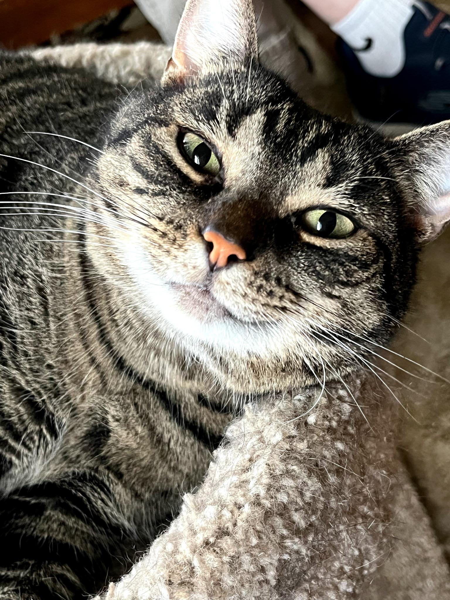 Kit Kat - Courtesy Post, Adoptable, Adult Female Domestic Short Hair.