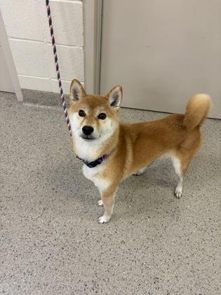 Mina, Adoptable, Adult Female Shiba Inu & Mixed Breed.