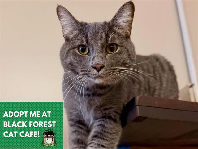 Enlarge SAMMIE, a Adoptable Domestic Short Hair in Fort Wayne, IN image 1/1