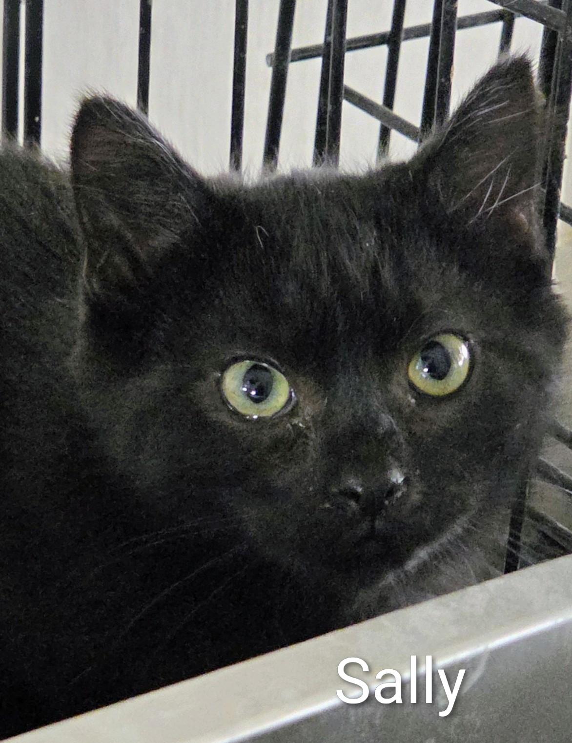 Sally, adopted, Kitten Female Domestic Short Hair.
