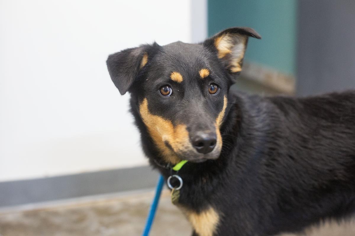 Enlarge Lilly, a Adoptable Shepherd in Mountain Home, AR image 1/1