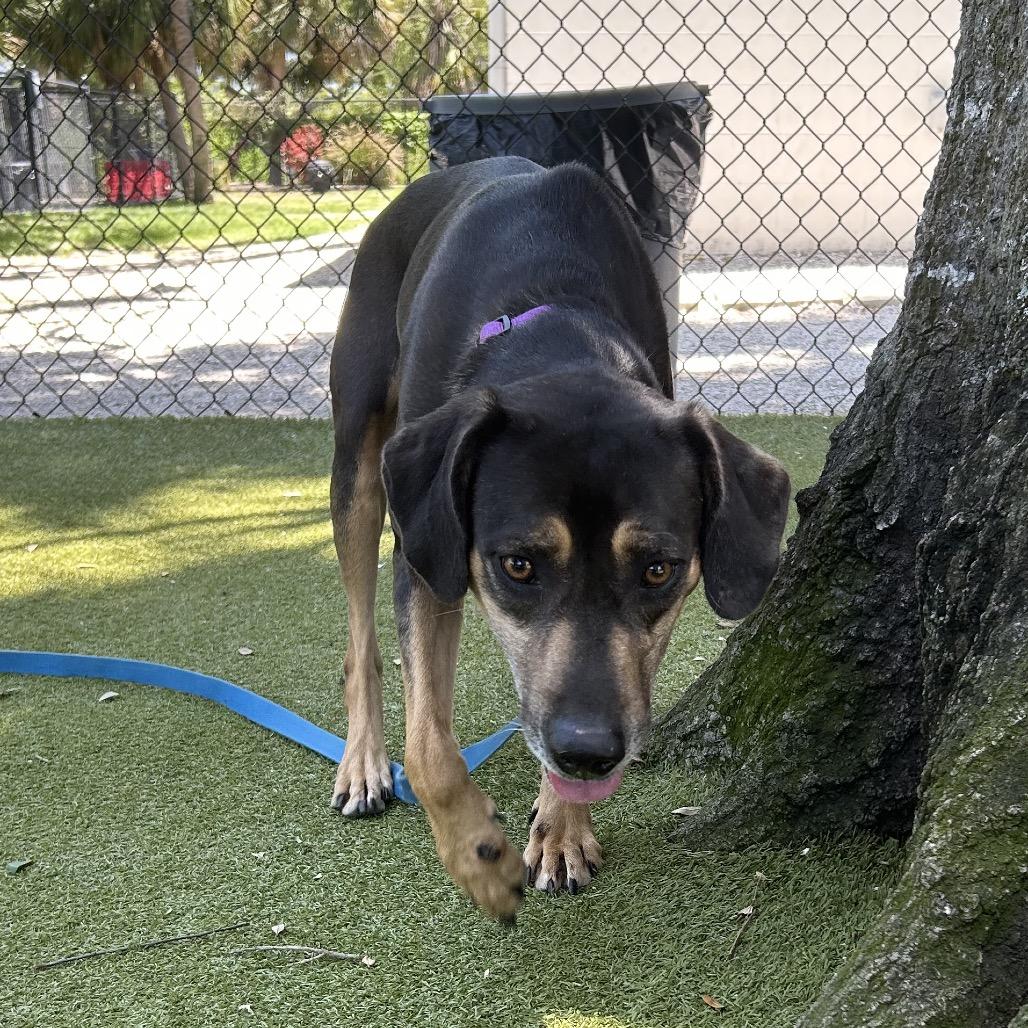 Blip, Adoptable, Senior Female Mixed Breed.