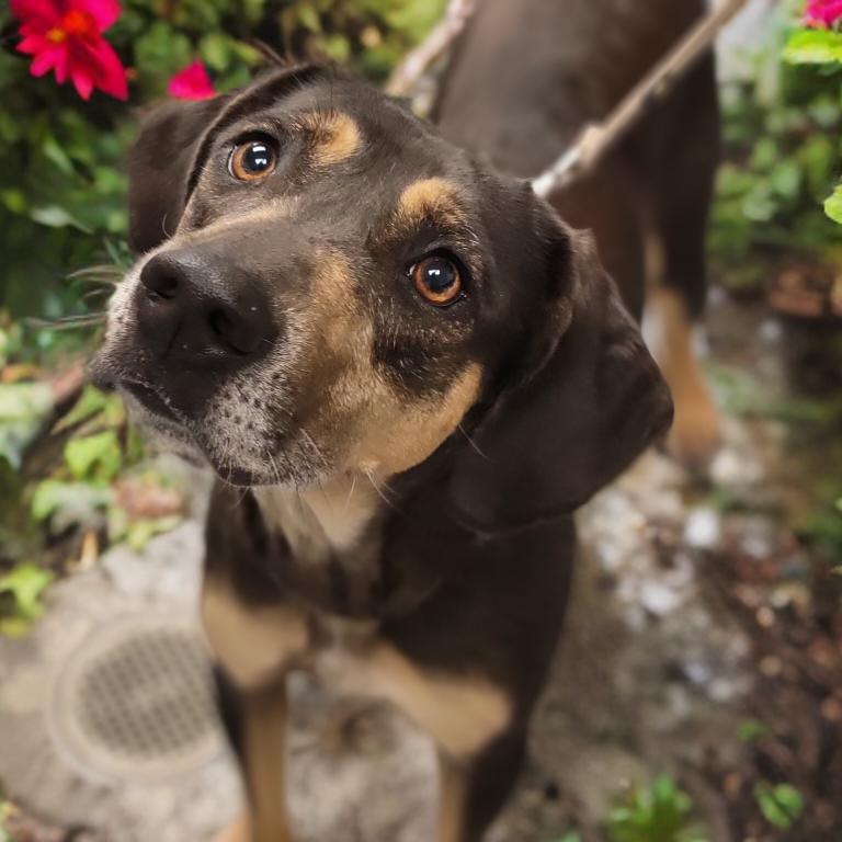 Enlarge Blip, a Adoptable Mixed Breed in Sarasota, FL image 2/6