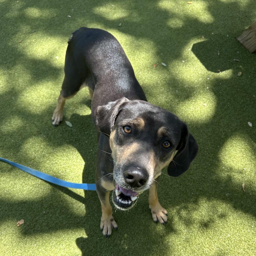 Enlarge Blip, a Adoptable Mixed Breed in Sarasota, FL image 3/6