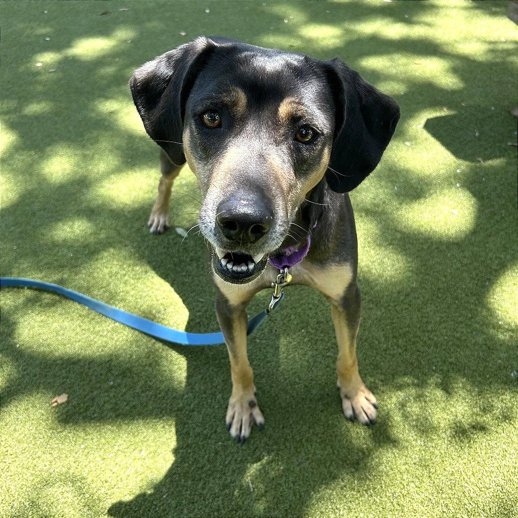 Enlarge Blip, a Adoptable Mixed Breed in Sarasota, FL image 4/6
