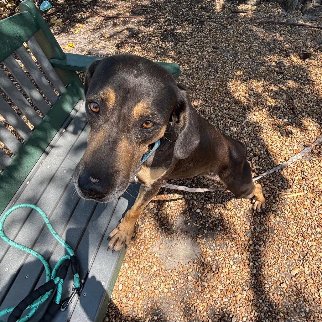 Enlarge Blip, a Adoptable Mixed Breed in Sarasota, FL image 5/6