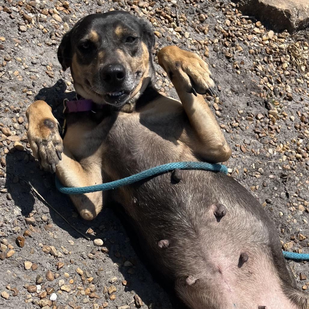 Enlarge Blip, a Adoptable Mixed Breed in Sarasota, FL image 6/6
