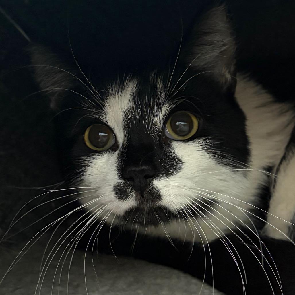 Sylvie, Adoptable, Adult Male Domestic Short Hair.