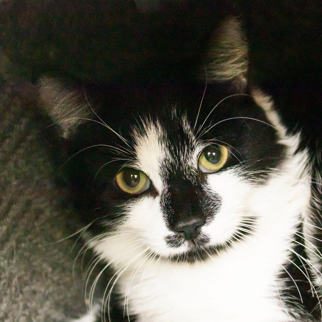 Sylvie, Adoptable, Adult Male Domestic Short Hair.