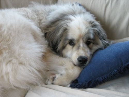 Enlarge FOSTER HELP, a Adoptable mixed breed in Minnetonka, MN image 1/6