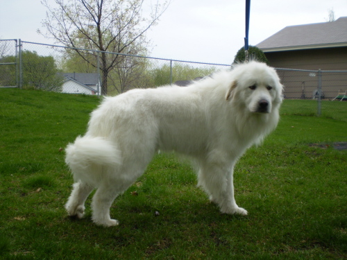 Enlarge FOSTER HELP, a Adoptable mixed breed in Minnetonka, MN image 3/6