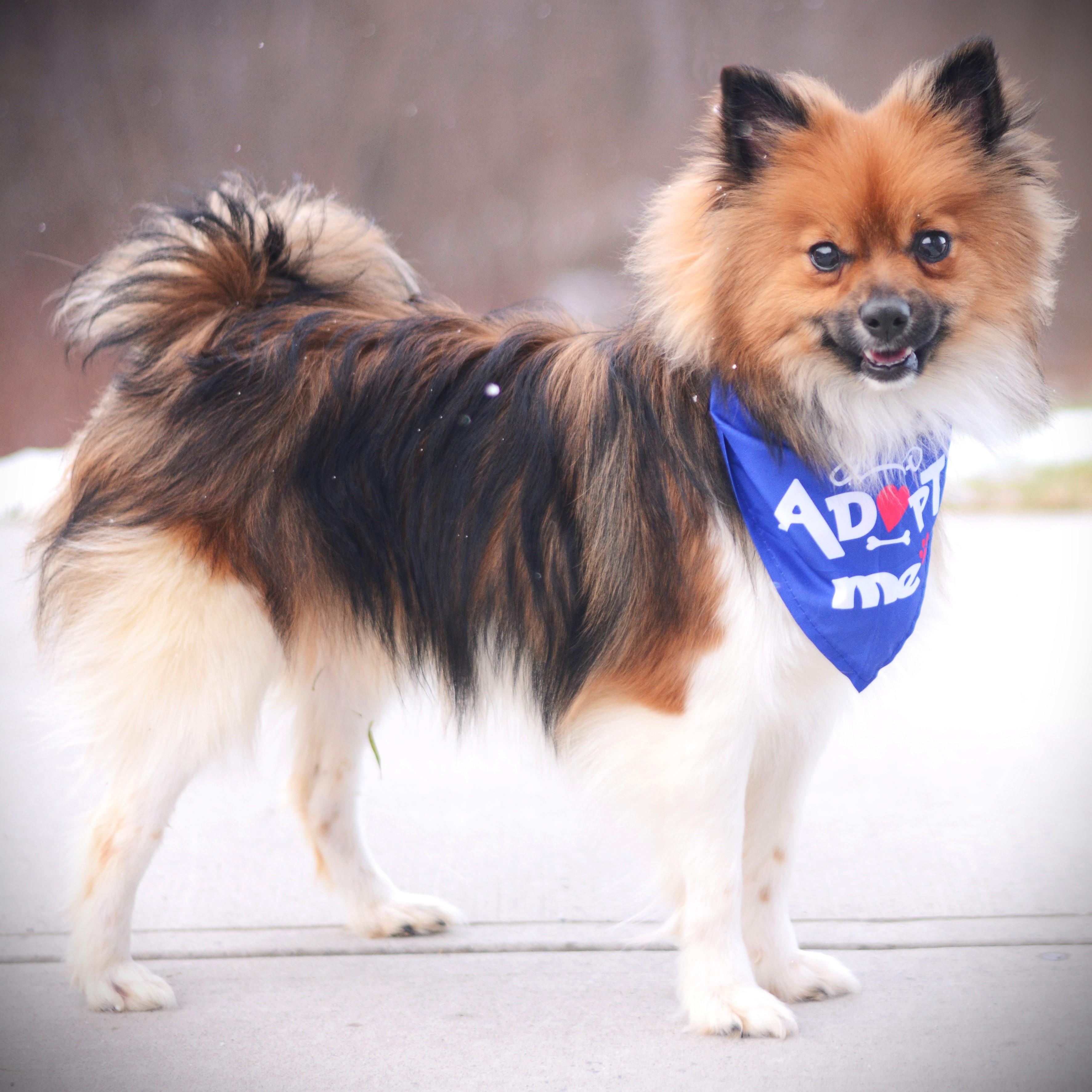 Yogi, an adopted mixed breed in Amsterdam, NY image 2/3