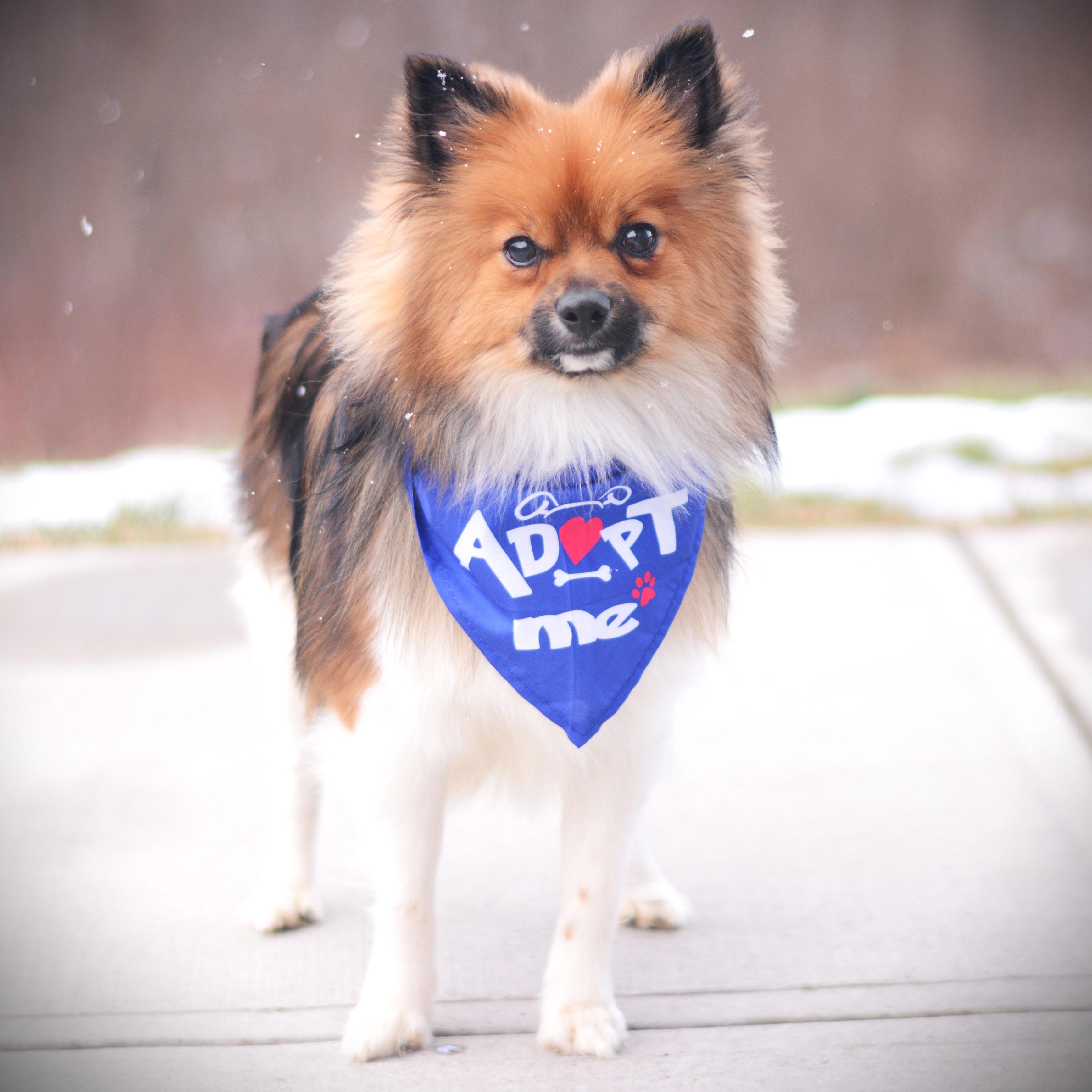 Yogi, an adopted mixed breed in Amsterdam, NY image 3/3