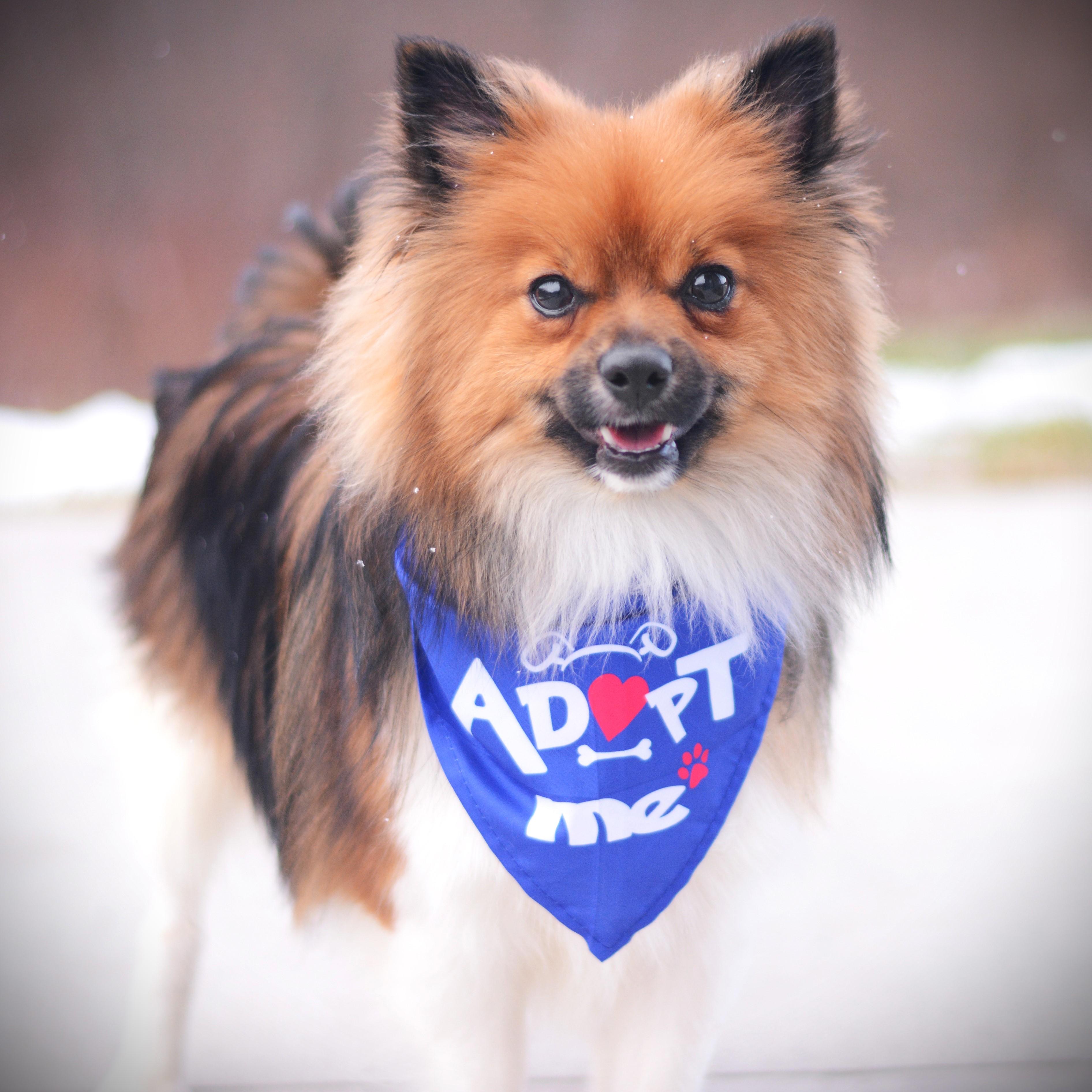 Yogi, an adopted mixed breed in Amsterdam, NY image 1/3